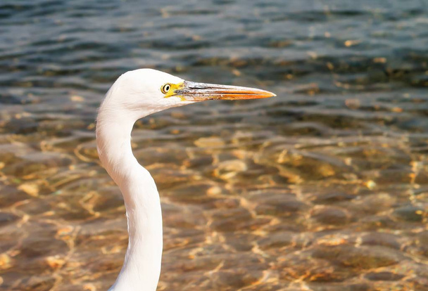 Velká Egret (ardea alba) - Fotografie, Obrázek