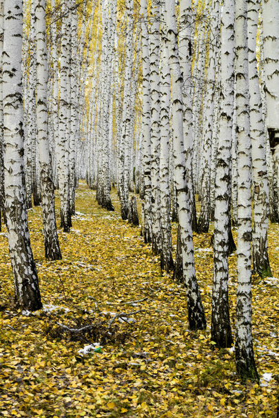 żółty brzoza lasu, późną jesienią - Zdjęcie, obraz
