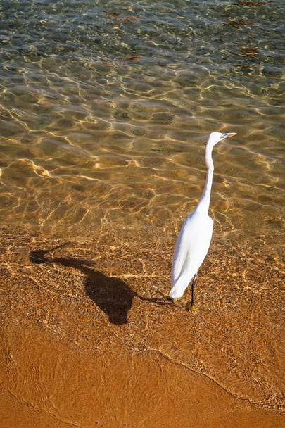 Velká Egret (ardea alba) - Fotografie, Obrázek