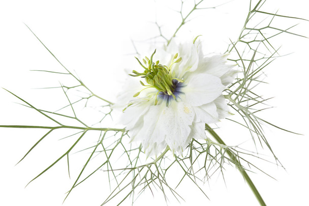 Чорнушки damascena квітка на білому тлі - Фото, зображення
