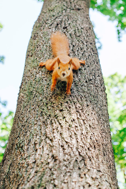 Мила білка на дереві дивиться вниз
 - Фото, зображення