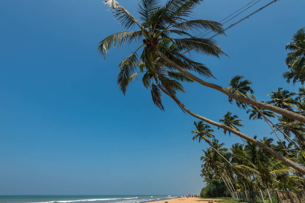  παραλία με τους φοίνικες, Σρι Λάνκα - Φωτογραφία, εικόνα