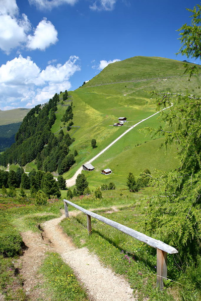 Зеленый пейзаж с горными зайцами, вид с туристической тропы, ведущей к горе Пик (выше Райзера), Валь-Гардена, Джильо, Италия
 - Фото, изображение