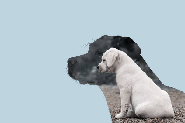 Nuori söpö onnellinen labrador noutaja koira pentu ulkona luonnossa
 - Valokuva, kuva