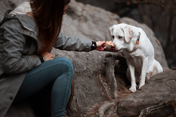 自然の中の外の若いかわいい幸せなラブラドル ・ レトリーバー犬犬の子犬 - 写真・画像