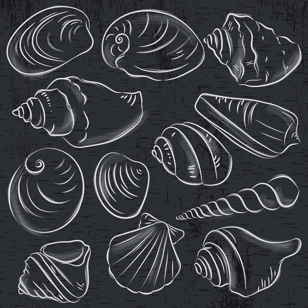 Set of different types of clams and shells on blackboard background, vector illustration. - Вектор, зображення