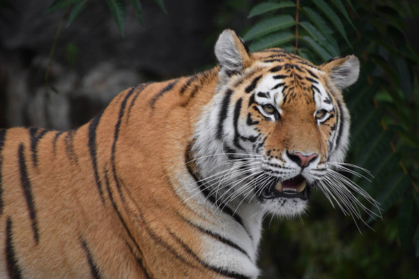 Retrato de cerca de un joven tigre siberiano (tigre de Amur, Panthera tigris altaica) mirando a la cámara alertada con la boca abierta, vista de ángulo bajo
 - Foto, Imagen