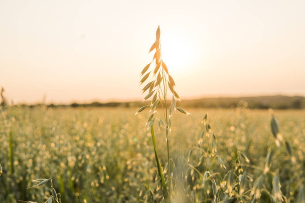 Feche em cima de umas espigas verdes de aveia do trigo que crescem no campo no dia ensolarado. Agricultura. Produto da natureza
. - Foto, Imagem