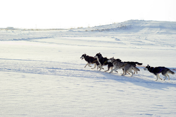 Cinq huskies sibériens tirent des traîneaux (eux-mêmes des traîneaux dans les coulisses) sur la route dans un paysage hivernal vallonné
 - Photo, image