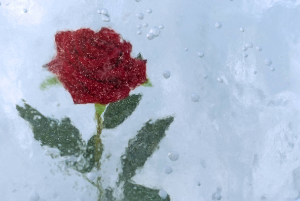Uma rosa escarlate, congelada em um bloco de gelo nublado com bolhas de ar
 - Foto, Imagem