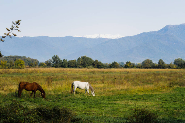 magic nature, green meadows and fields against the background of mountains, white and brown horses - Foto, imagen