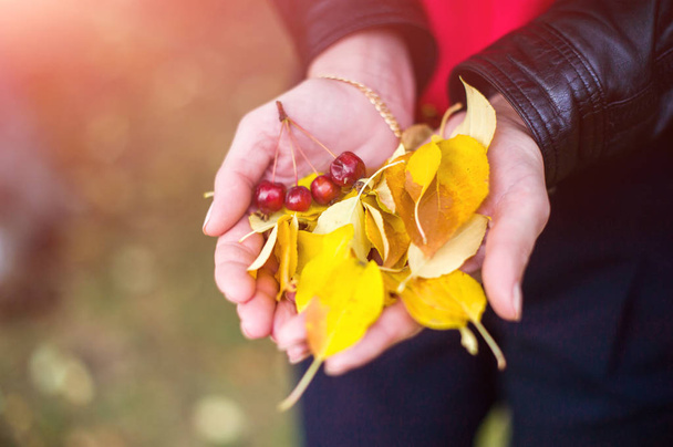 Autumn yellow leaves on hands - Foto, imagen