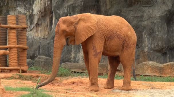 Olbrzymi słoń afrykański z stick czerwone gleby stoją w zoo - Materiał filmowy, wideo
