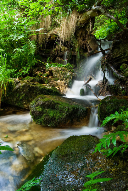 Лесной поток
 - Фото, изображение