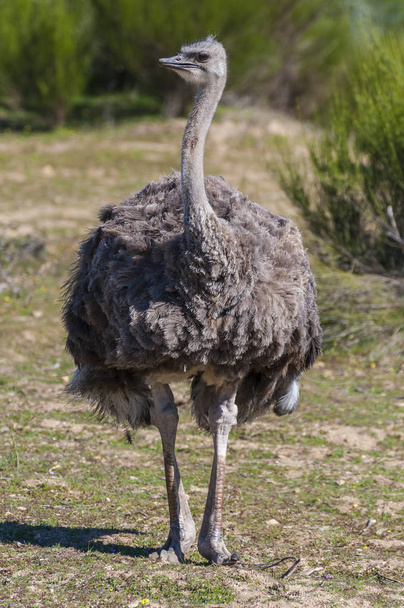 ostrich with long neck and huge legs in an ostrich breeding farm - Fotoğraf, Görsel
