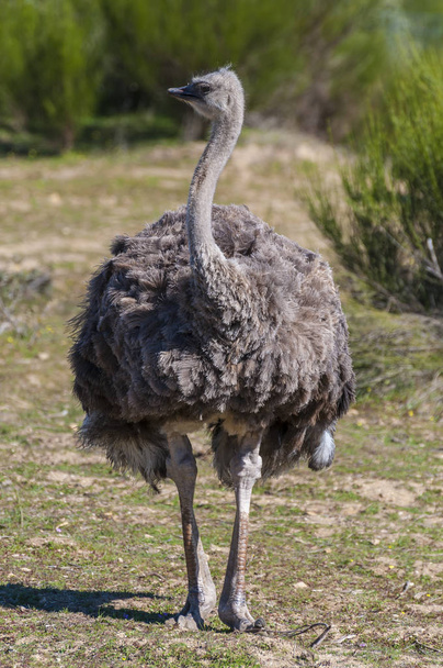ostrich with long neck and huge legs in an ostrich breeding farm - Фото, изображение