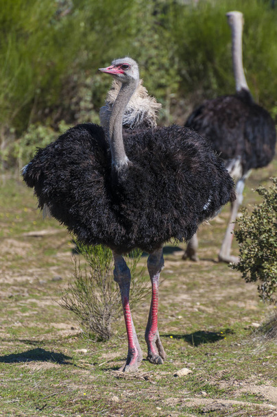 ostrichs with long neck and huge legs in an ostrich breeding farm - Фото, изображение