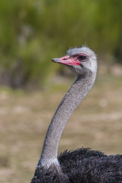 Reserve, ostrich with long neck and huge legs in an ostrich breeding farm - Φωτογραφία, εικόνα