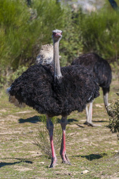 ostrichs with long neck and huge legs in an ostrich breeding farm - Fotoğraf, Görsel