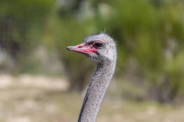 ostrich with long neck and huge legs in an ostrich breeding farm - Fotografie, Obrázek