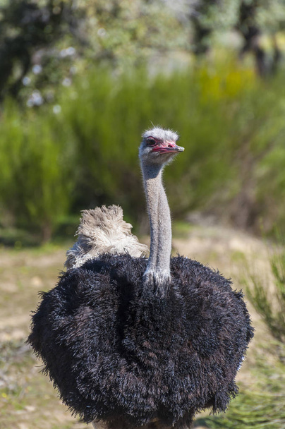 ostrich with long neck and huge legs in an ostrich breeding farm - Φωτογραφία, εικόνα