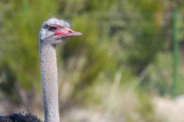 Reserve, ostrich with long neck and huge legs in an ostrich breeding farm - Φωτογραφία, εικόνα