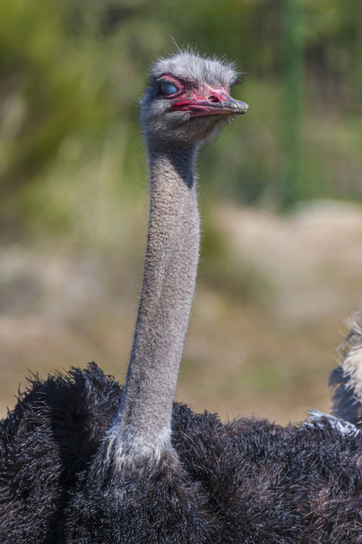 ostrich with long neck and huge legs in an ostrich breeding farm - Valokuva, kuva