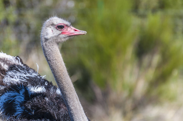 ostrich with long neck and huge legs in an ostrich breeding farm - Φωτογραφία, εικόνα