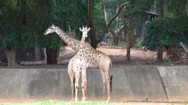 Ryhmä afrikkalaista Savannahia tai kirahveja eläintarhassa. Söpö eläin
 - Materiaali, video