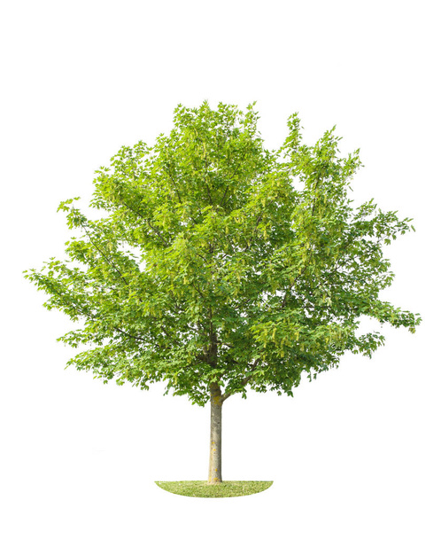 Green young maple tree isolated on white background. Nature object - Foto, imagen