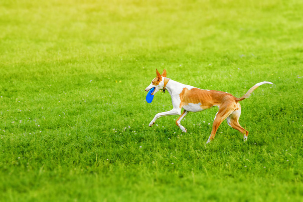 Ibizan podenco ibicenco cane mastino giocare frisbee nel parco
 - Foto, immagini