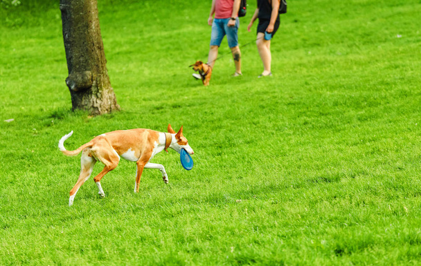 Ibizan Hound podenco koira leikkii sen omistaja frisbee puistossa
. - Valokuva, kuva