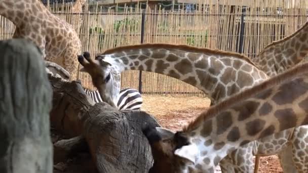 african savannah or giraffes eating banana from tourist in zoo - Footage, Video
