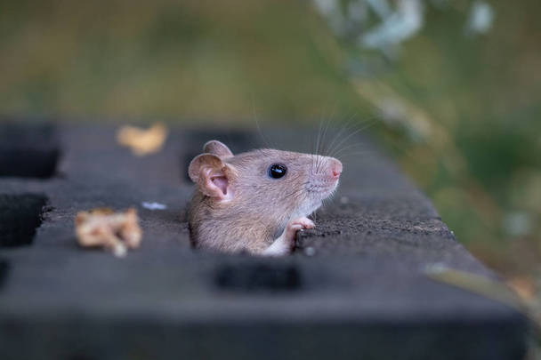 Cute gray rat looking out from the hole of black iron hatch with green blurred background - Photo, Image