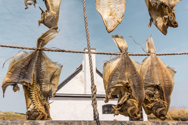 Dried Flatfish, hanging on ropes in front of a white cottage, Liseleje, Denmark, Juli 30, 2018 - Photo, Image