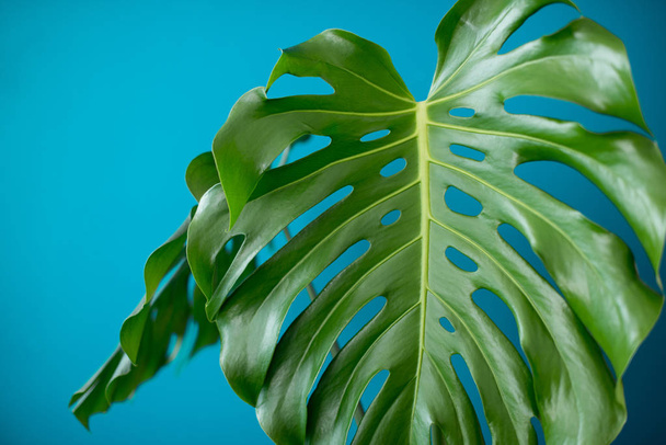 Tropical Jungle branches leaves Monstera on  aquamarine color background. Flat lay. Flat lay of Botanical nature. Floral elements design,Green foliage - Photo, Image