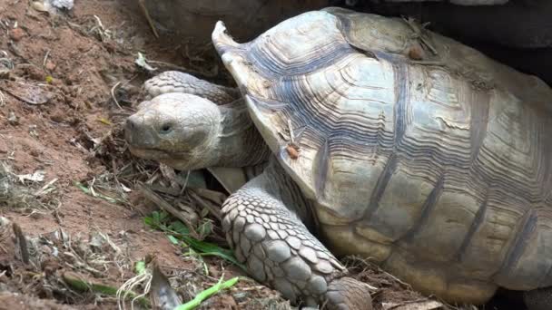 Primer plano de Angonoka o tortuga Arado compartir en el suelo en el zoológico. Tortuga gigante
. - Metraje, vídeo