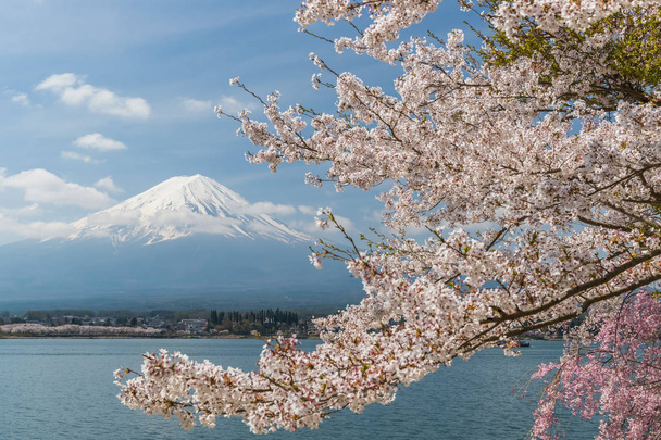桜の花と富士山河口湖、春シーズンの日本します。 - 写真・画像