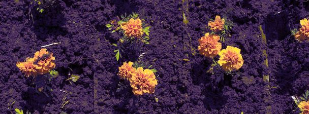 Defocus Banner Fiori d'arancio autunnali sulla terra della tagetis sbocciano di fila. Pianta naturale perenne
 - Foto, immagini