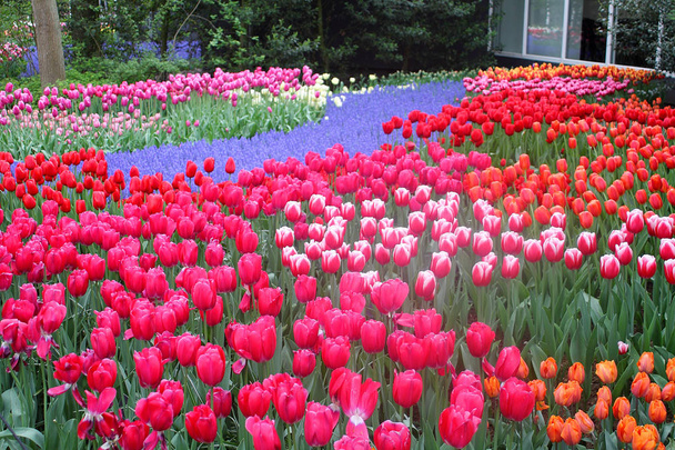 Barevné tulipány v Keukenhofu zahradní - Holandsko - Fotografie, Obrázek