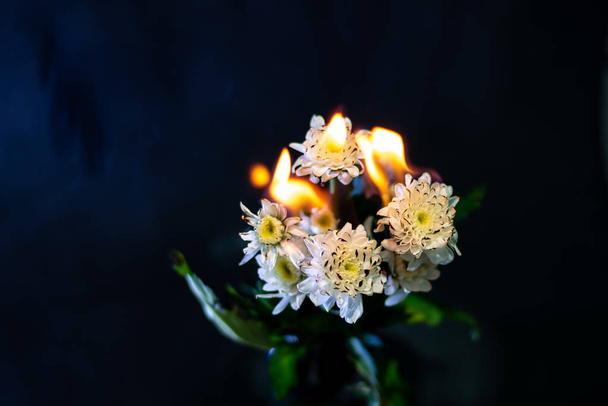 Crisantemo ardiente sobre fondo negro
 - Foto, imagen