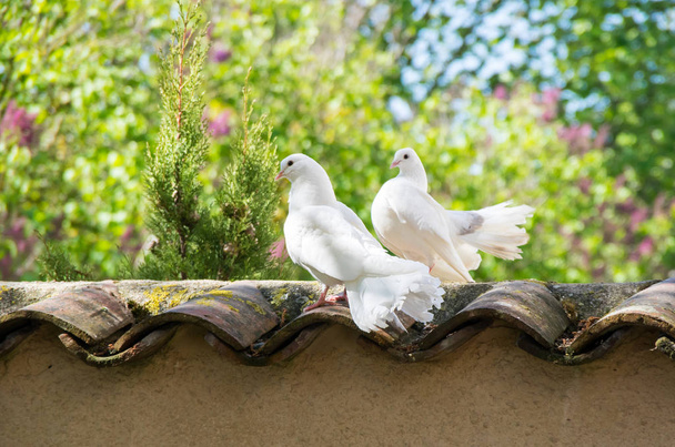 Белые голуби сидят на заборе в саду
 - Фото, изображение