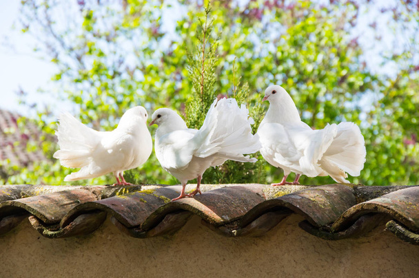 Λευκά περιστέρια που κάθεται στο φράχτη στον κήπο - Φωτογραφία, εικόνα
