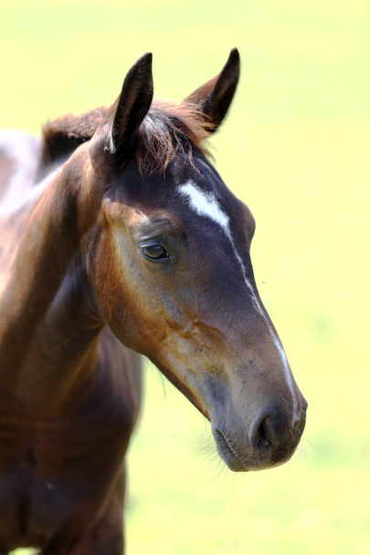 Młodzieniec czystej krwi, pozujący na zielonej łące latem. Portret młodego konia czystej krwi na letnim pastwisku. Zbliżenie młodego konia domowego na naturalnym tle na świeżym powietrzu scena wiejska - Zdjęcie, obraz