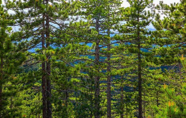 Pine tree evergreen forest, trees trunks backdrop. Photo depicting a beautiful mystic dark misty backwoods. - Φωτογραφία, εικόνα