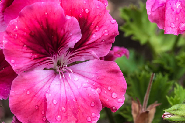 la fleur tachetée de géranium en pleine floraison
 - Photo, image