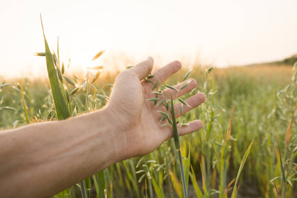 Close-up of man hand touching holding crops, young green oat ears on a field in sunset. Close up on a beautiful field. Ripening ears of oats. Agriculture. Natural product. - Fotografie, Obrázek