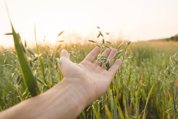 Close-up of man hand touching holding crops, young green oat ears on a field in sunset. Close up on a beautiful field. Ripening ears of oats. Agriculture. Natural product. - Fotoğraf, Görsel