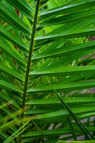 Palmunlehtiä trooppinen tausta kopioi tilaa
 - Valokuva, kuva