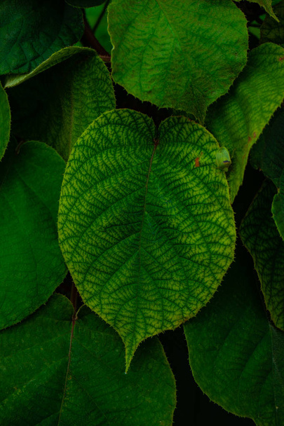 Яскраве тропічне листя рослини як антикорозійний фон в мінімалістичному плануванні
 - Фото, зображення